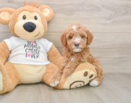 7 week old Mini Goldendoodle Puppy For Sale - Premier Pups