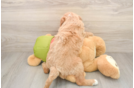 Happy Mini Goldendoodle Baby