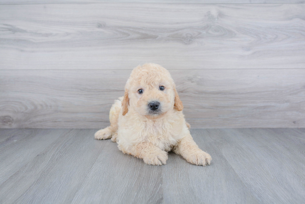 Mini Goldendoodle Puppy for Adoption