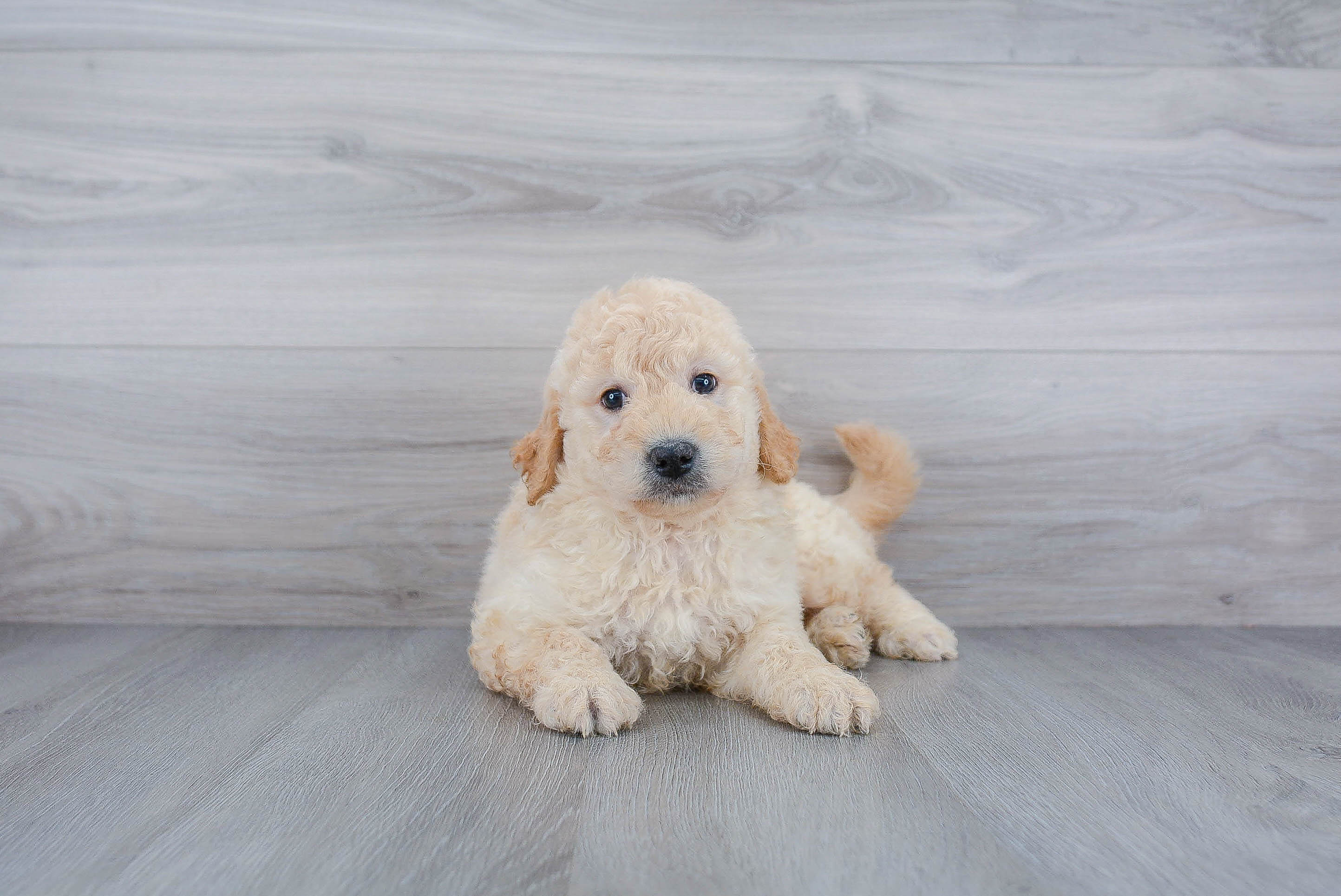 Mini Goldendoodle Puppy for Adoption