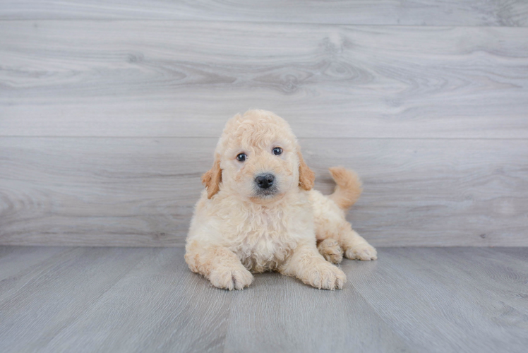 Mini Goldendoodle Puppy for Adoption