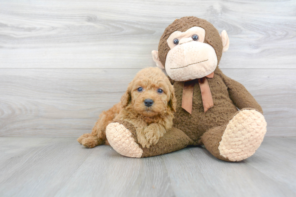 Petite Mini Goldendoodle Poodle Mix Pup