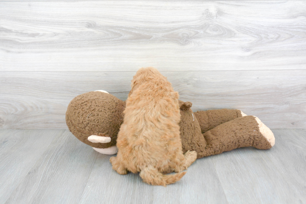 Popular Mini Goldendoodle Poodle Mix Pup