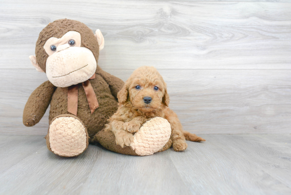 Smart Mini Goldendoodle Poodle Mix Pup