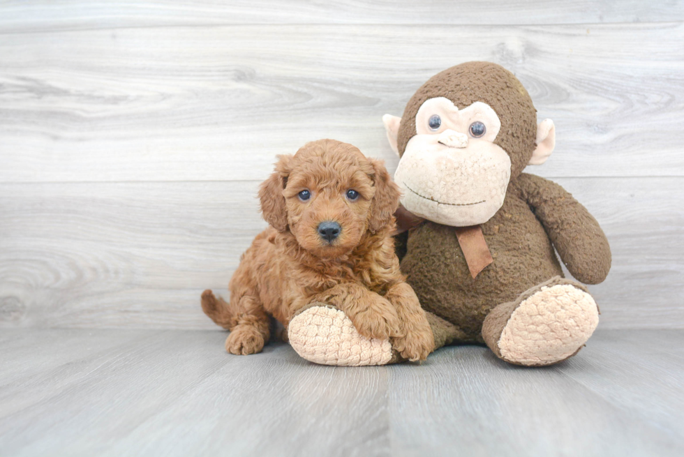 Smart Mini Goldendoodle Poodle Mix Pup