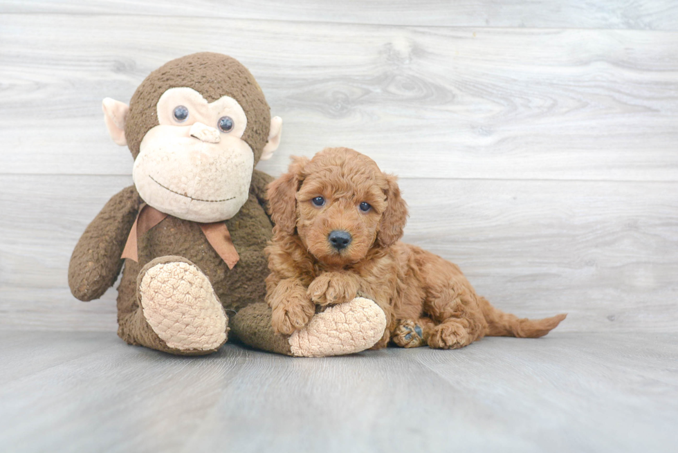 Friendly Mini Goldendoodle Baby