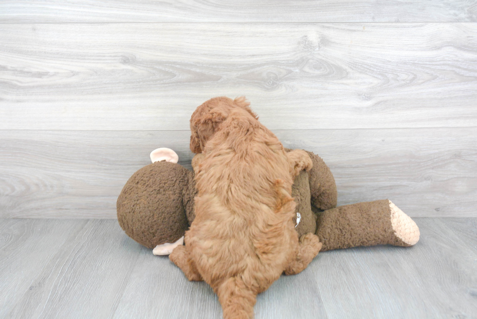 Mini Goldendoodle Pup Being Cute