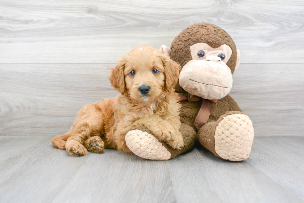 Energetic Golden Retriever Poodle Mix Puppy