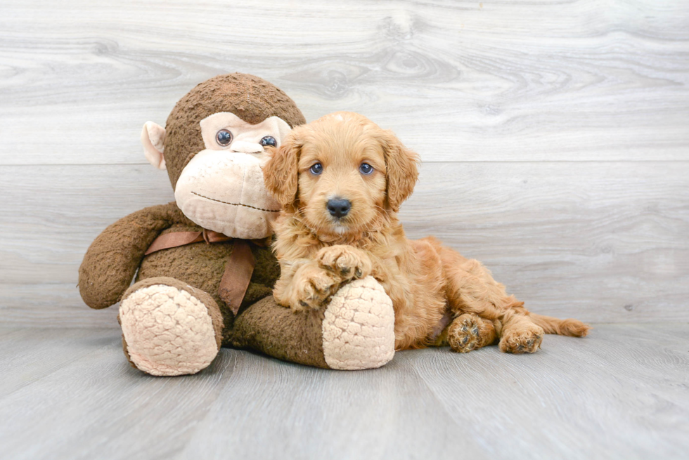 Hypoallergenic Golden Retriever Poodle Mix Puppy