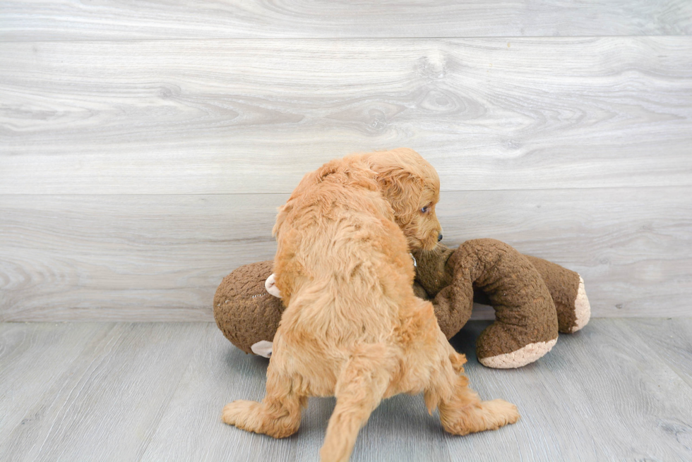 Adorable Golden Retriever Poodle Mix Puppy