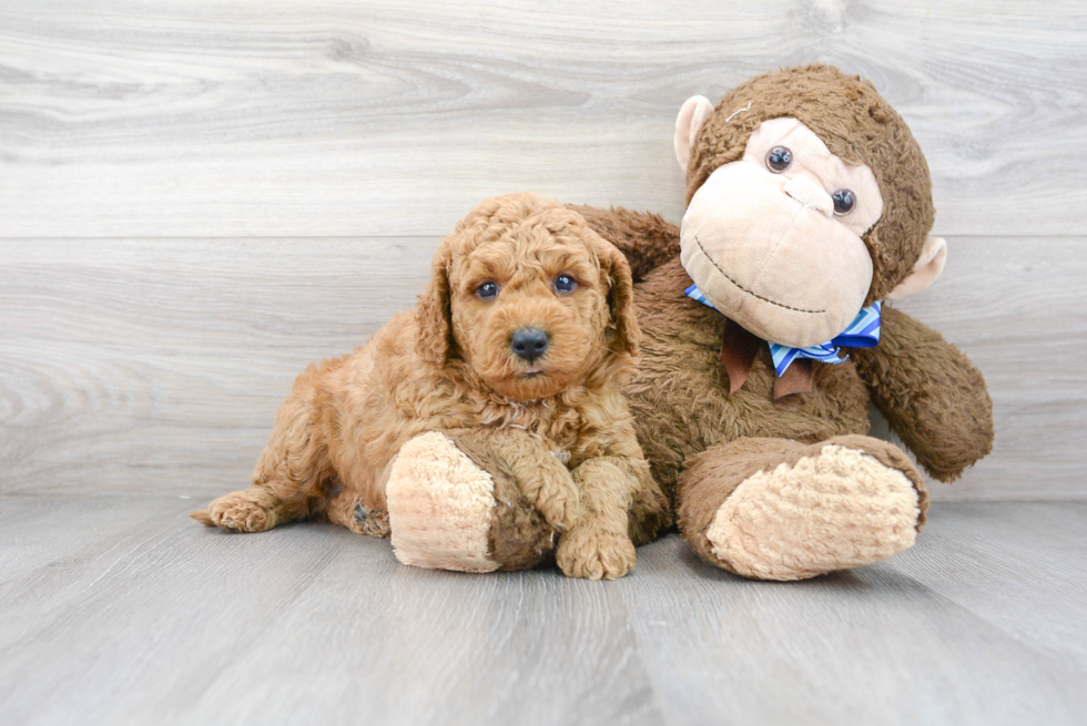 Funny Mini Goldendoodle Poodle Mix Pup