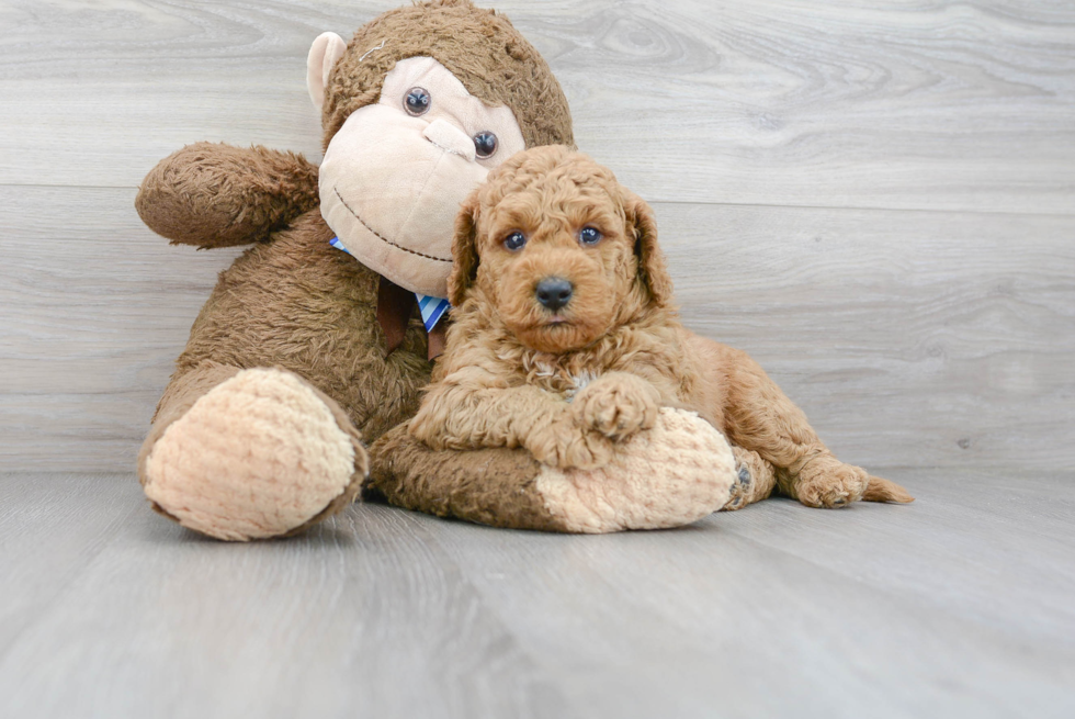 Best Mini Goldendoodle Baby