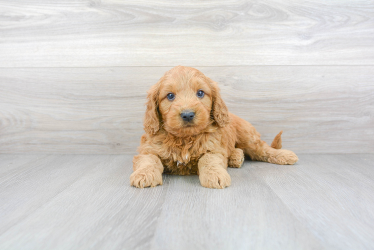 Best Mini Goldendoodle Baby