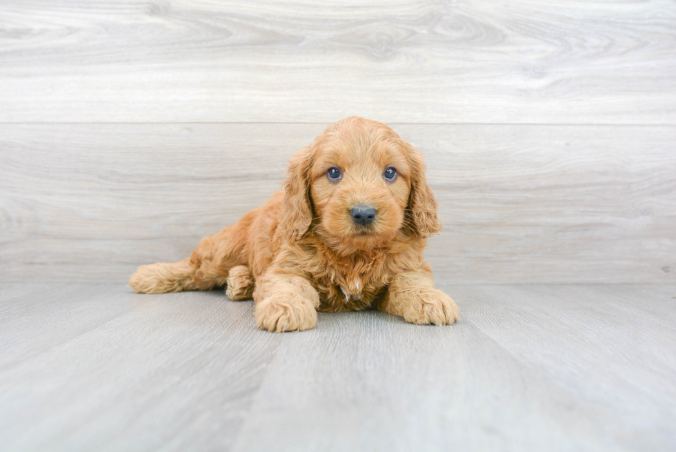 Little Golden Retriever Poodle Mix Puppy