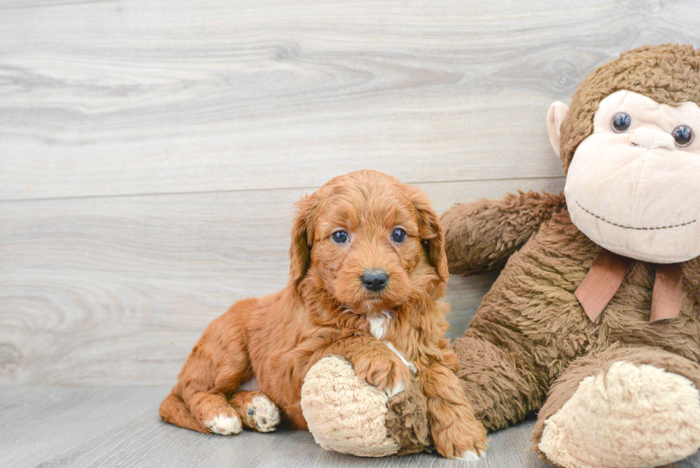 Mini Goldendoodle Pup Being Cute