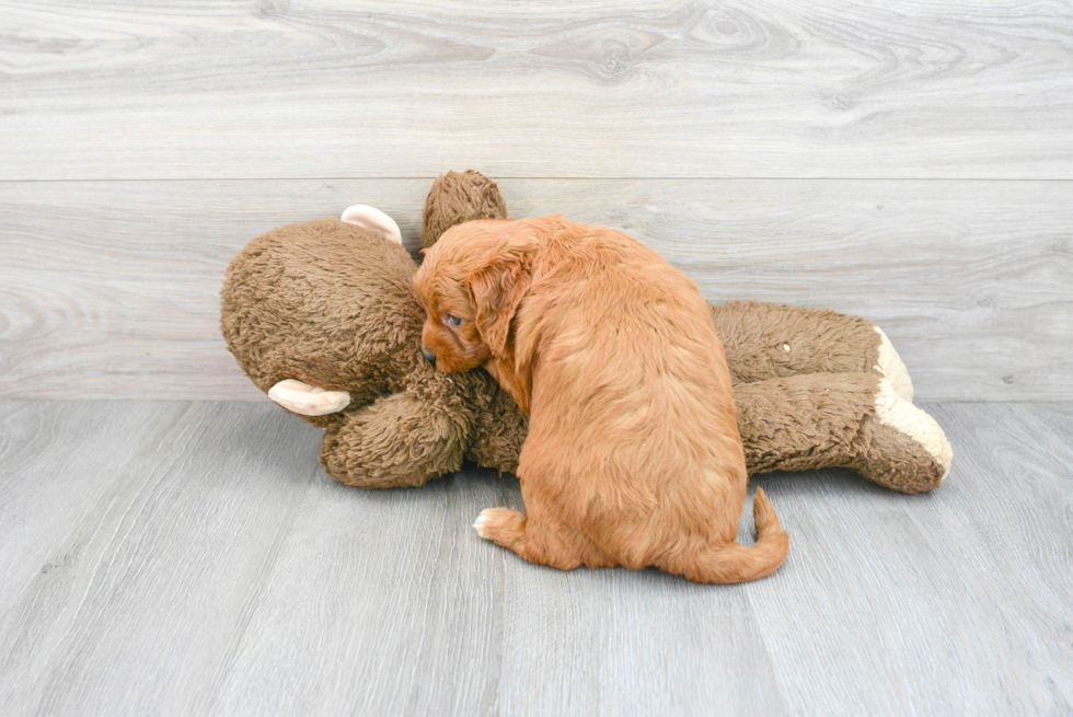 Mini Goldendoodle Pup Being Cute