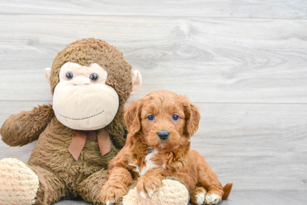 Friendly Mini Goldendoodle Baby