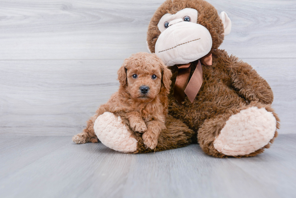 Mini Goldendoodle Puppy for Adoption