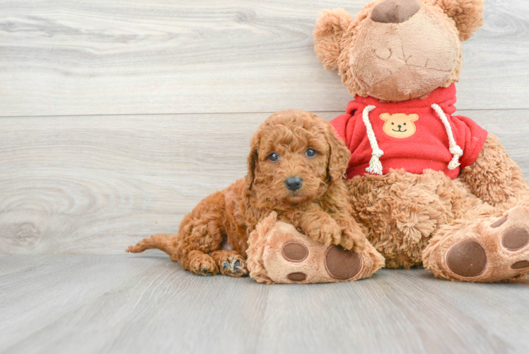 Mini Goldendoodle Pup Being Cute