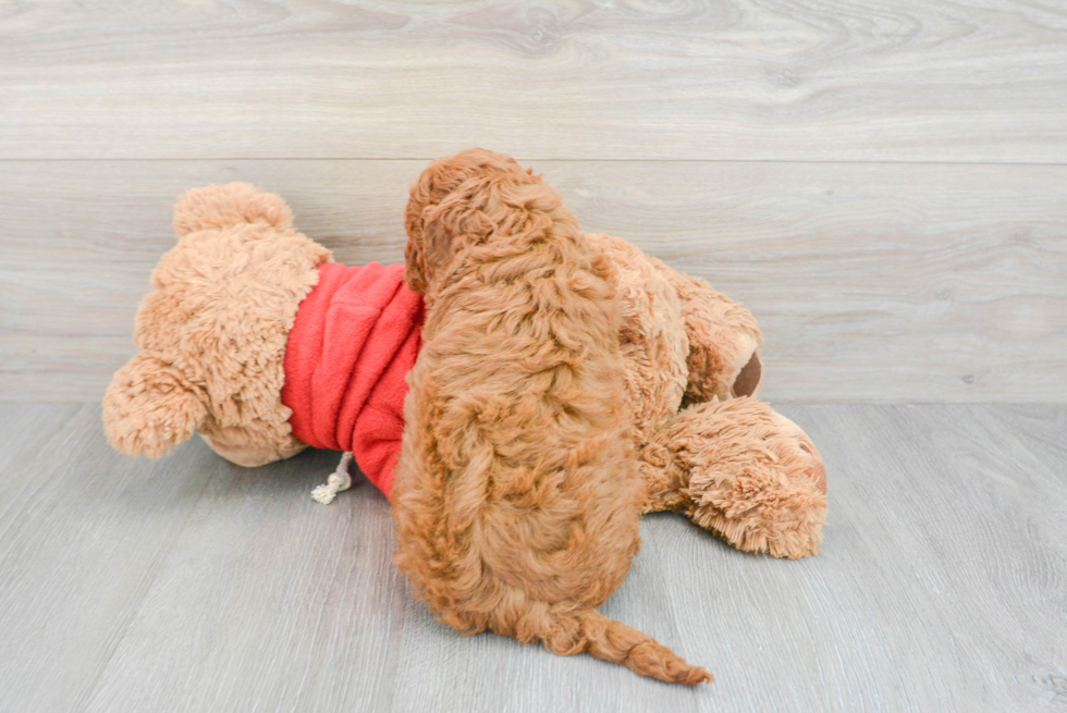 Small Mini Goldendoodle Baby