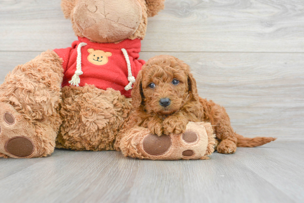 Mini Goldendoodle Pup Being Cute
