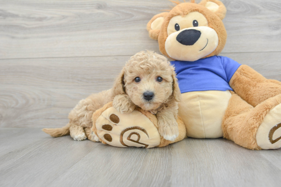 Best Mini Goldendoodle Baby