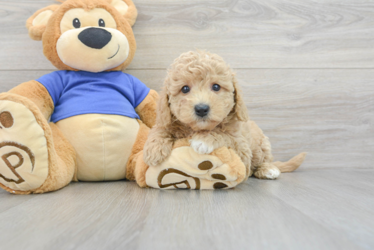 Popular Mini Goldendoodle Poodle Mix Pup