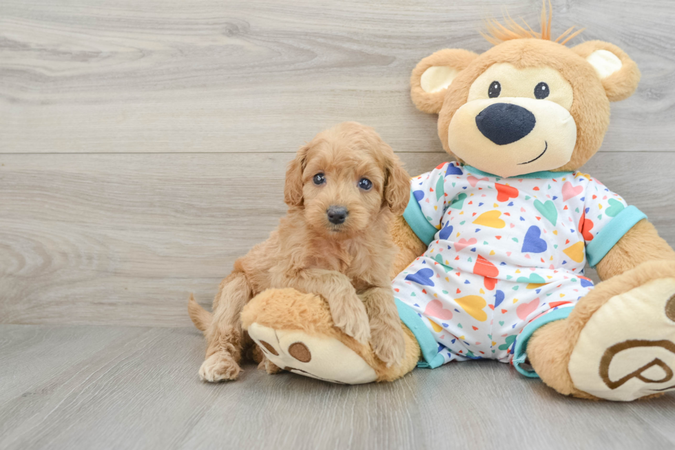 Happy Mini Goldendoodle Baby