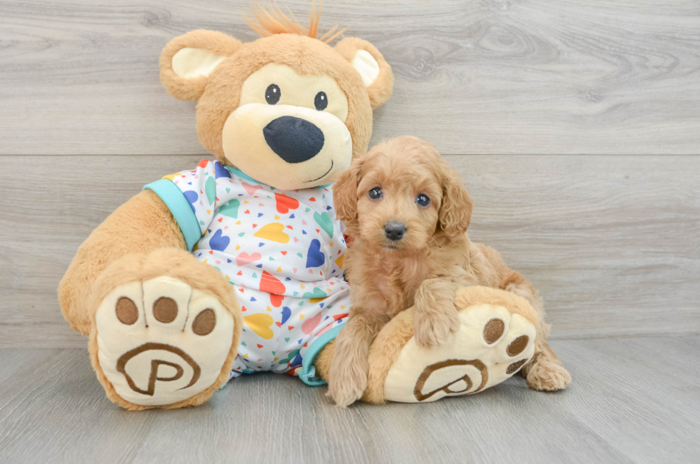 5 week old Mini Goldendoodle Puppy For Sale - Premier Pups