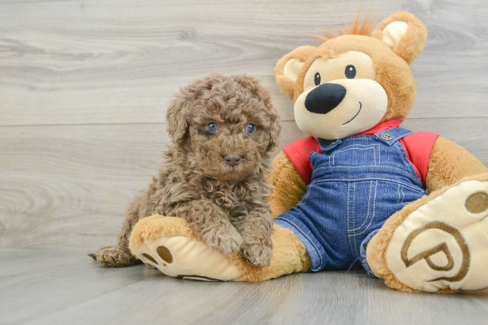 Mini Goldendoodle Puppy for Adoption