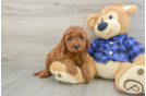 Mini Goldendoodle Pup Being Cute