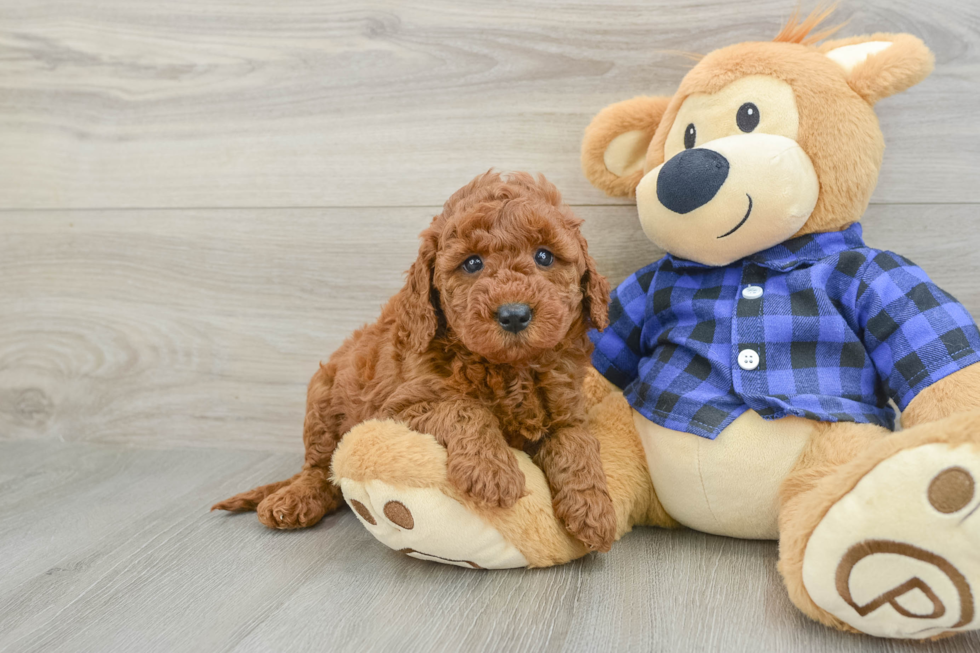 Mini Goldendoodle Pup Being Cute