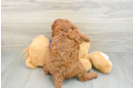 Happy Mini Goldendoodle Baby