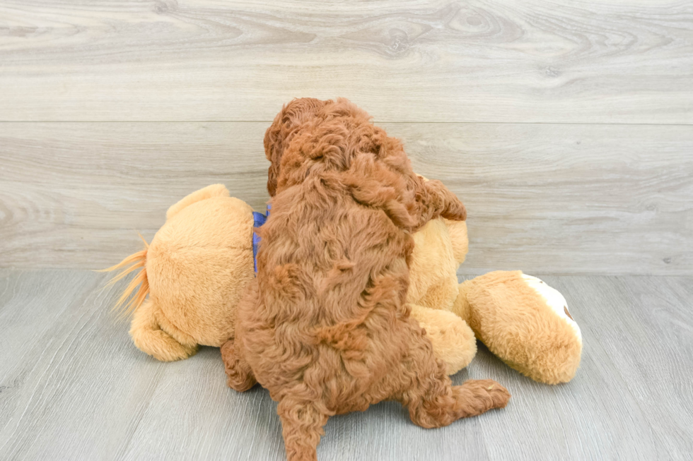 Happy Mini Goldendoodle Baby