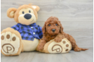 Mini Goldendoodle Puppy for Adoption