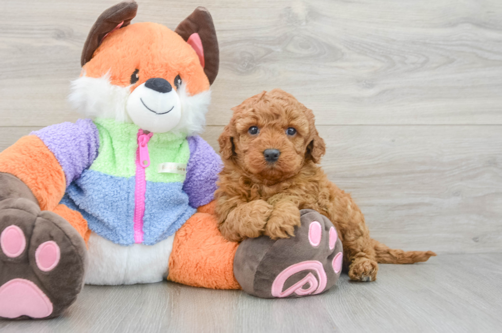 5 week old Mini Goldendoodle Puppy For Sale - Premier Pups