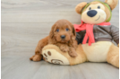 Happy Mini Goldendoodle Baby