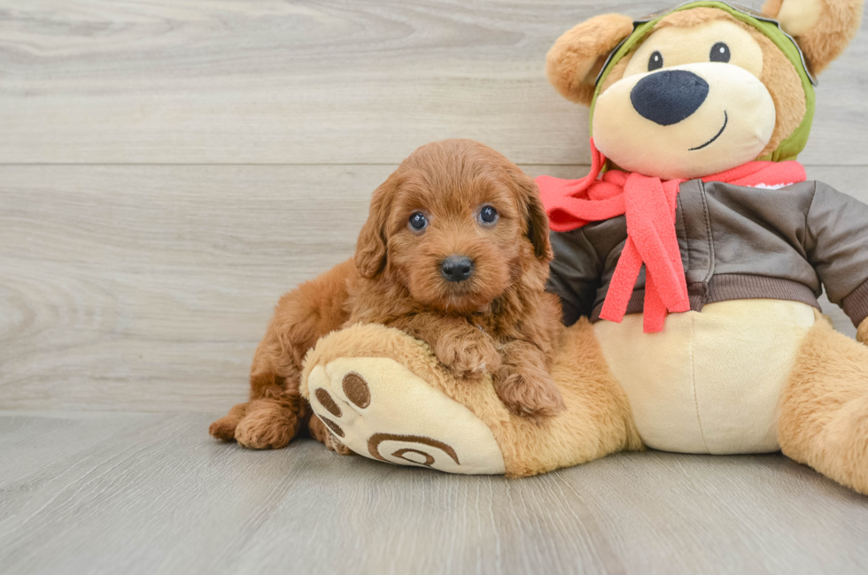 5 week old Mini Goldendoodle Puppy For Sale - Premier Pups