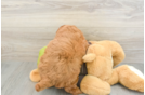 Mini Goldendoodle Pup Being Cute