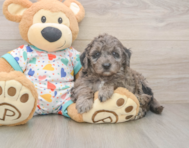 5 week old Mini Goldendoodle Puppy For Sale - Premier Pups