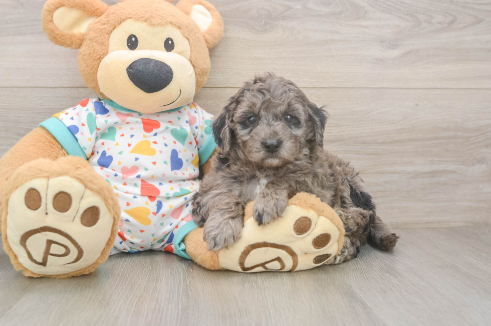 5 week old Mini Goldendoodle Puppy For Sale - Premier Pups