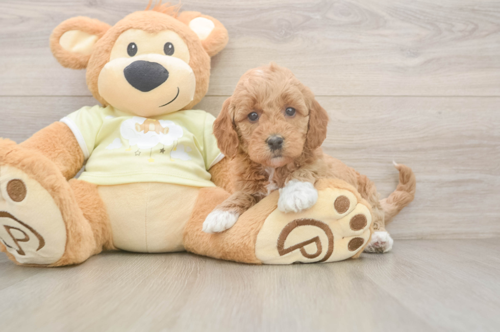 5 week old Mini Goldendoodle Puppy For Sale - Premier Pups