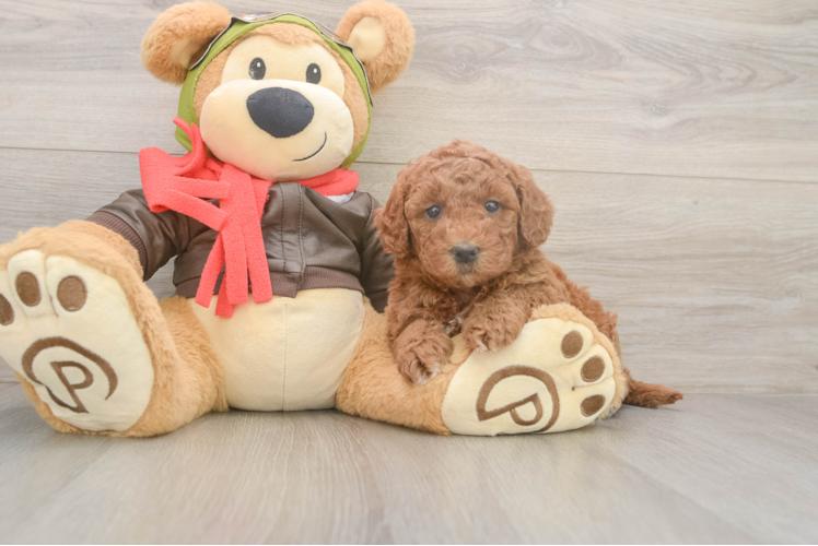 Cute Mini Goldendoodle Baby