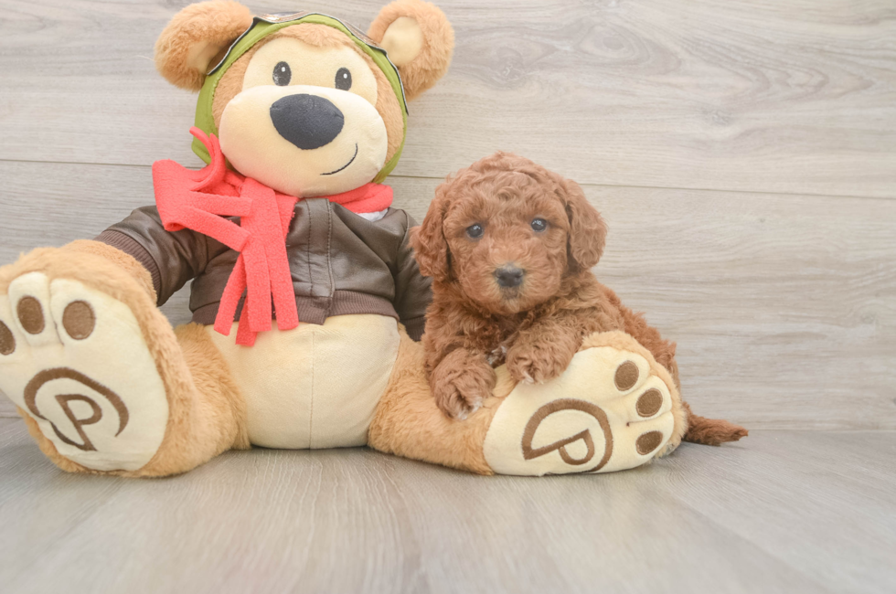 5 week old Mini Goldendoodle Puppy For Sale - Premier Pups