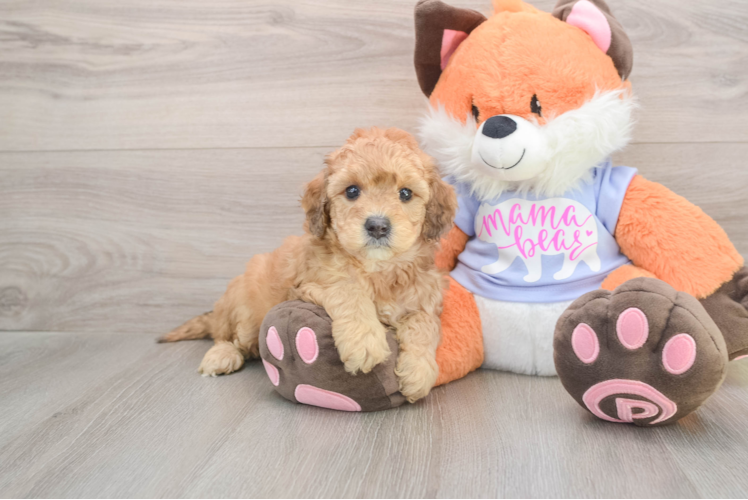 Energetic Golden Doodle Poodle Mix Puppy