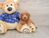 6 week old Mini Goldendoodle Puppy For Sale - Premier Pups