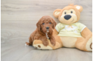 Mini Goldendoodle Puppy for Adoption