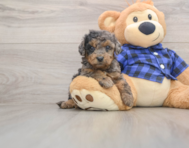 8 week old Mini Goldendoodle Puppy For Sale - Premier Pups