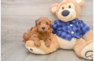 Mini Goldendoodle Pup Being Cute