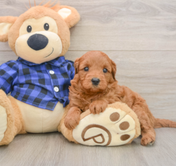 6 week old Mini Goldendoodle Puppy For Sale - Premier Pups